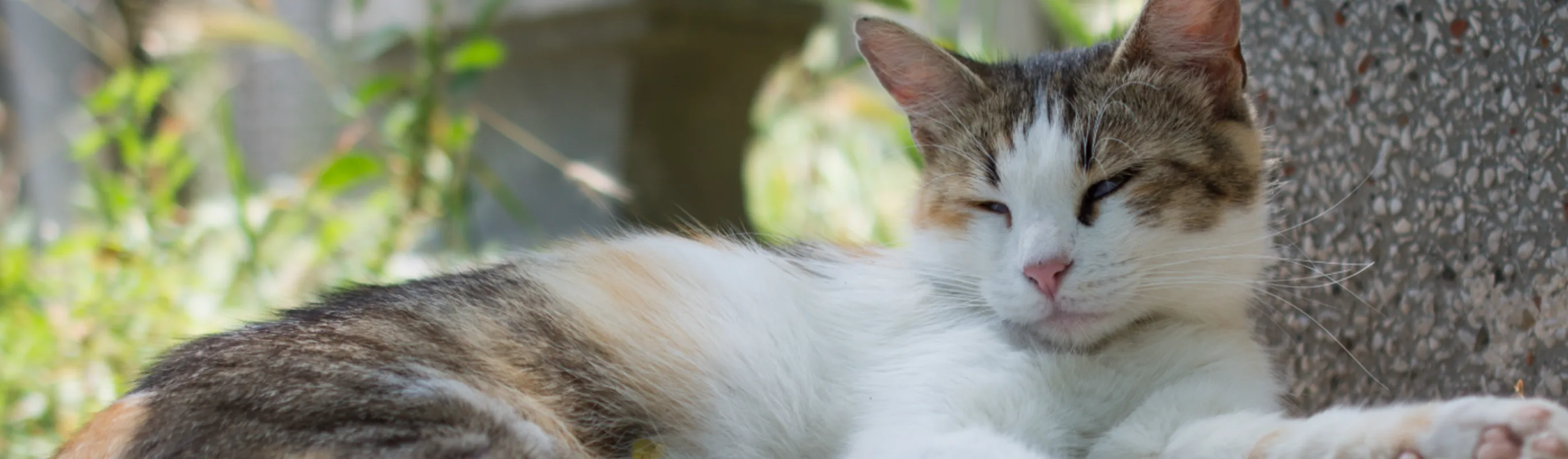 A sleep cat laying down